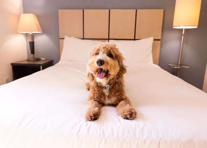 Sonesta Simply Glendale Phoenix